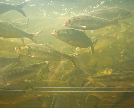 American Shad in fishway window swimming